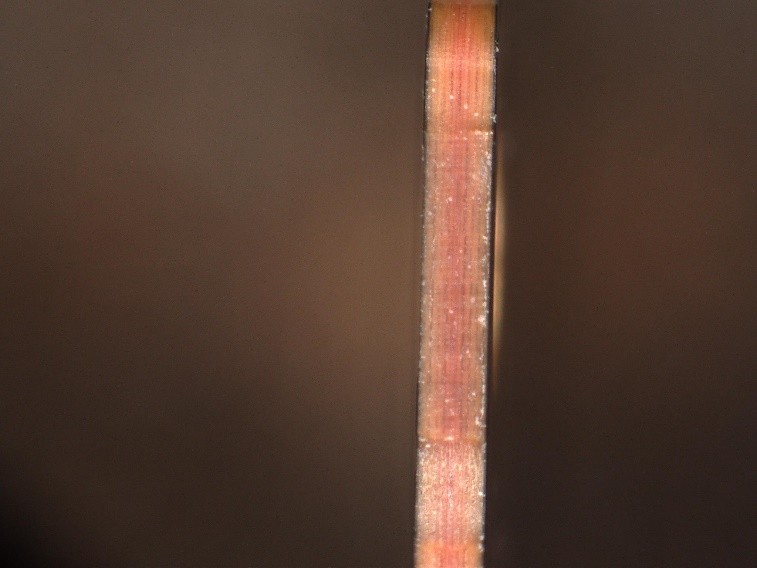 Ultra-Speed Flying Laser Cutter